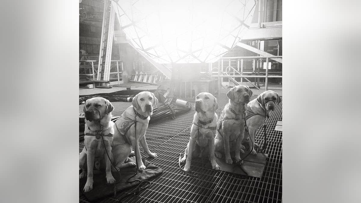 Like they were posing for the world's greatest album cover.