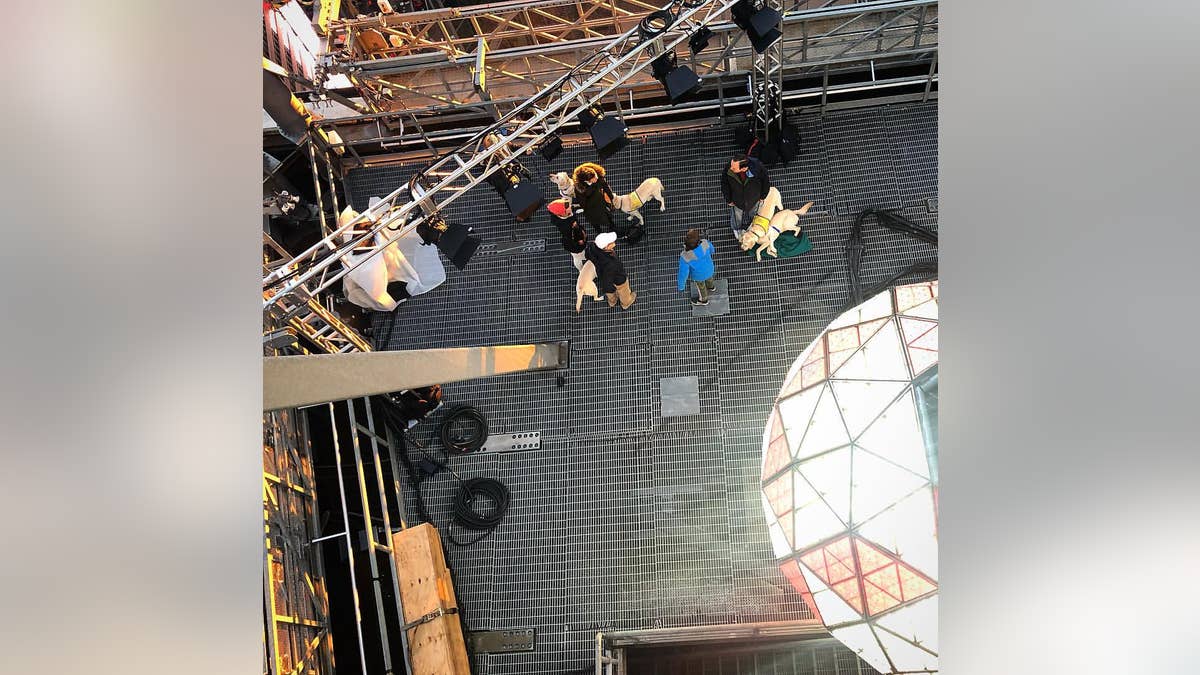 The pups were a little hesitant to step out onto the industrial grating on the roof of 1 Times Square, but soon found their footing.