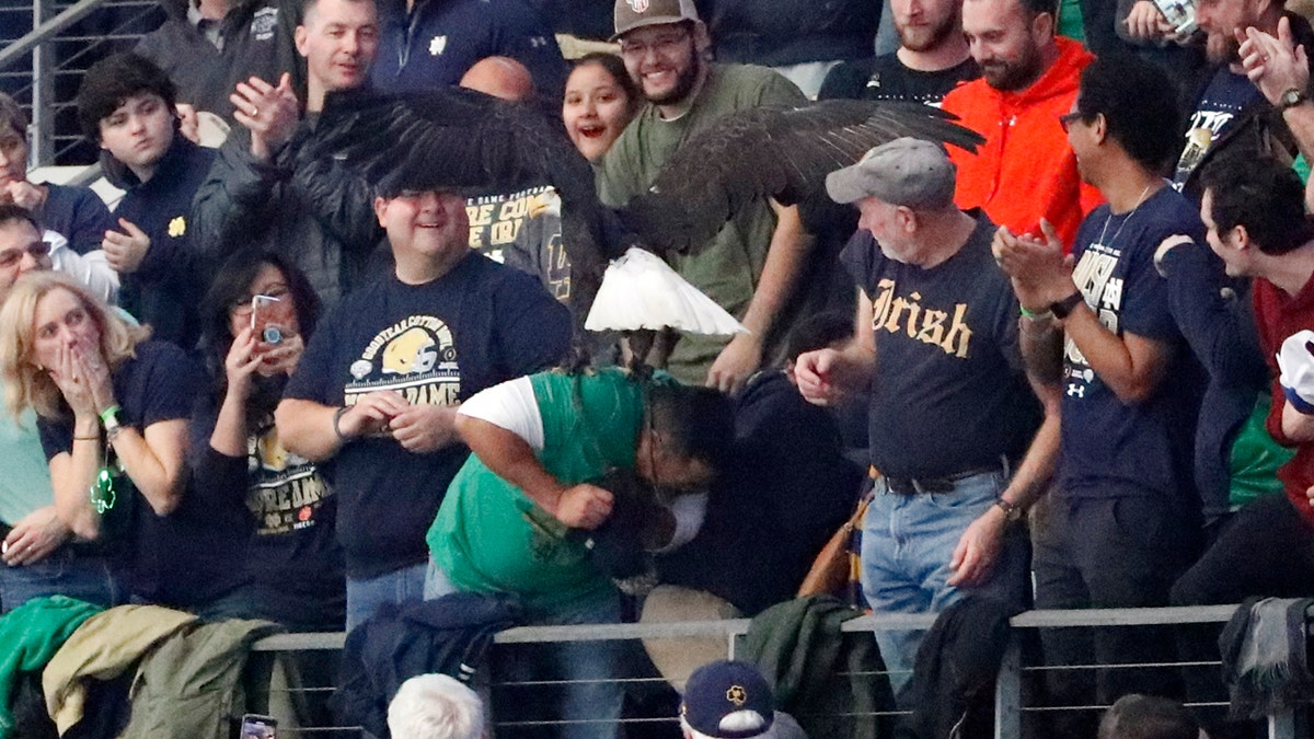 Clark, an American bald eagle, lands on the back of a fan on the upper deck during the playing of the national anthem before the NCAA Cotton Bowl semi-final playoff football game between Clemson and Notre Dame on Saturday, Dec. 29, 2018, in Arlington, Texas.