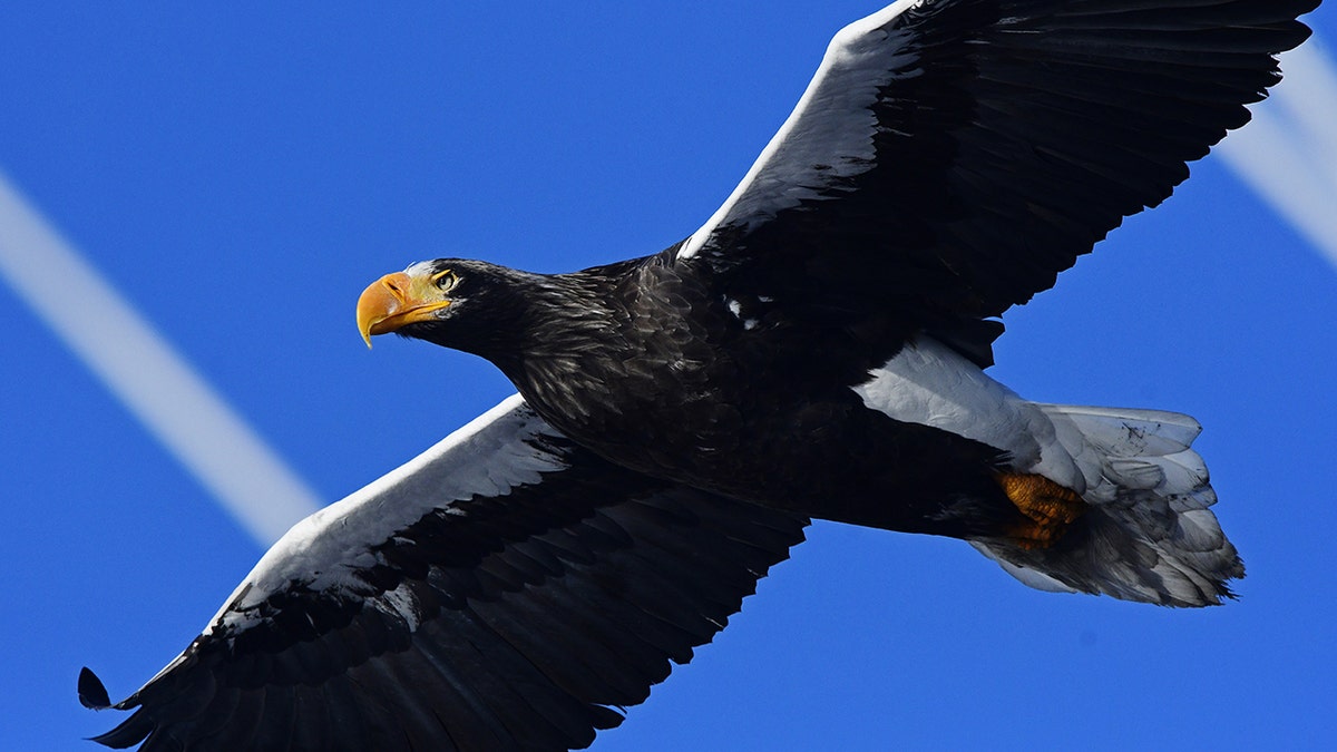 PETA is calling for everyday language to "evolve" away from anti-animal phrasing. Pictured: A Steller's sea eagle. (Getty Images)<br>