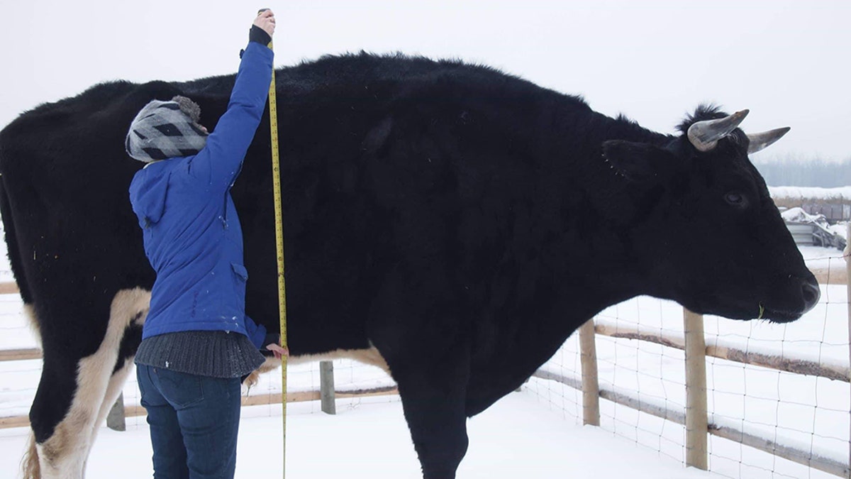 The Fattest Cow In The World