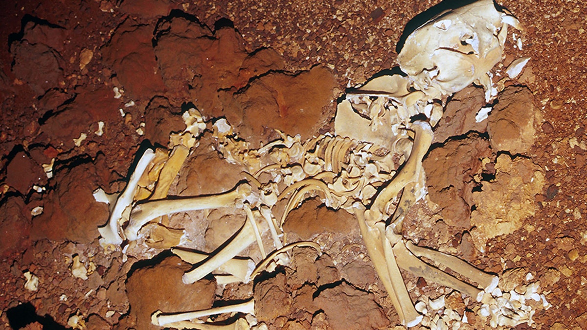 The skeleton was reconstructed in its entirety for the first time.