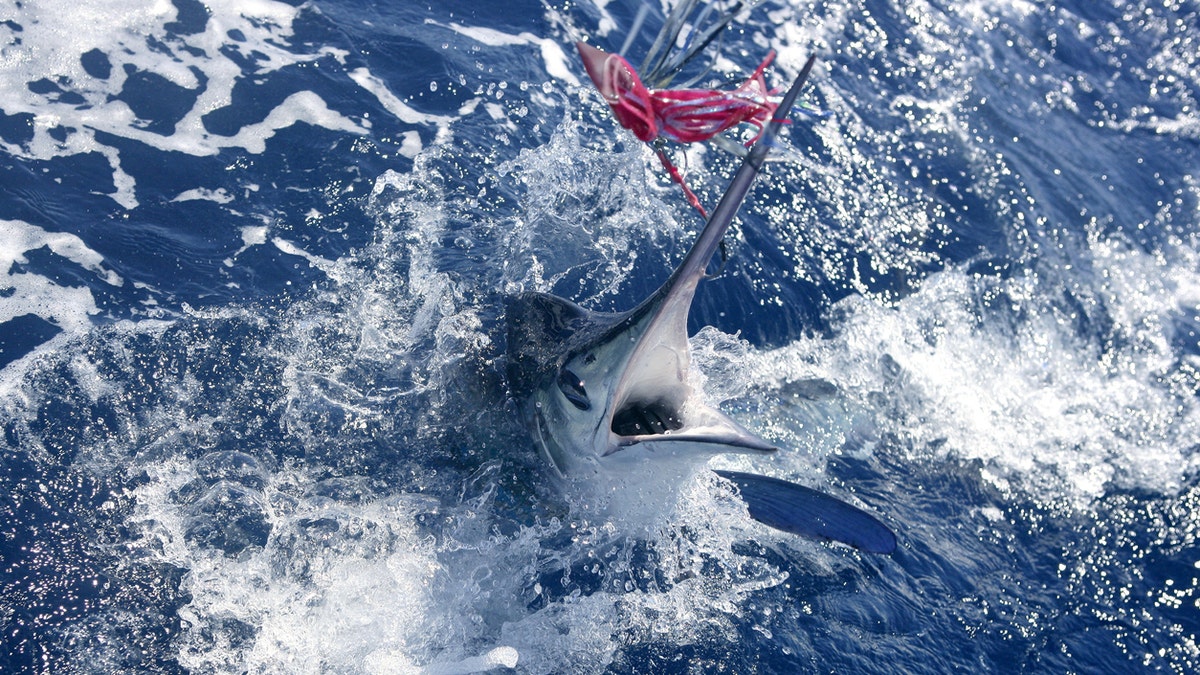 Blue Marlin: Pent-Up Violence - Anglers Journal - A Fishing Life