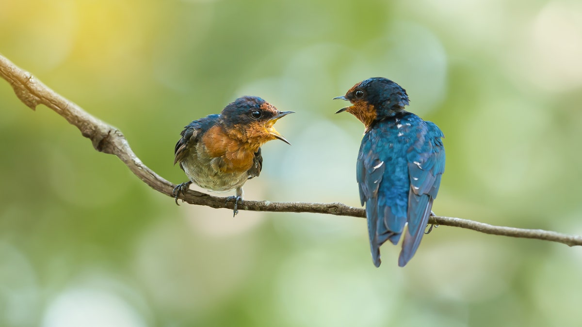 "The image of 'killing two birds with one stone' is, if anything, made more powerful by the animal-friendly alternative of 'feeding two birds with one scone,' Hamzah wrote.