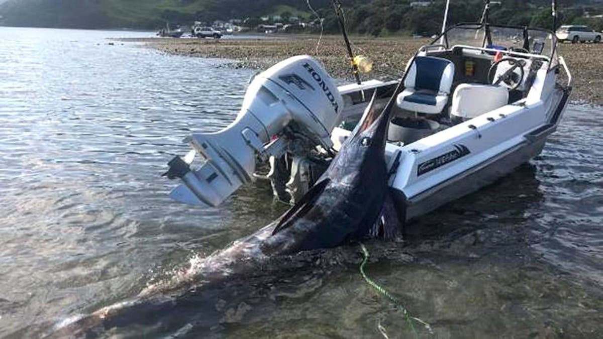 Josh Roberts spent an hour reeling in the massive marlin. "It was an epic day," he said.