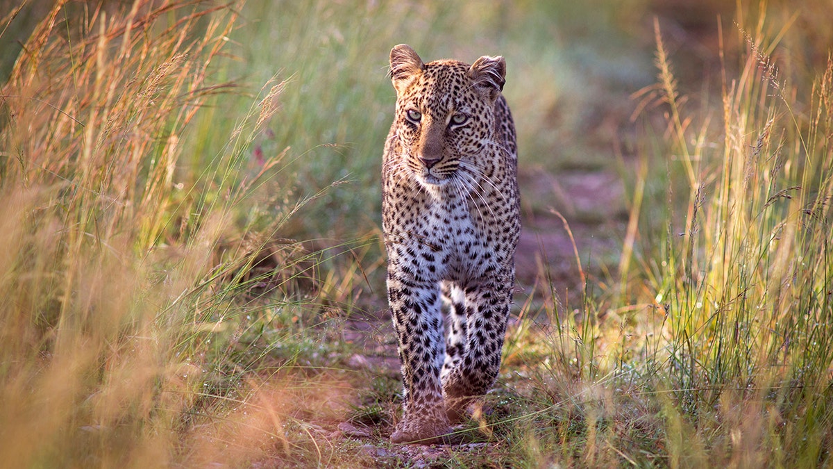 The killing of the three-year-old boy was the third blamed on the same leopard in the last two months.