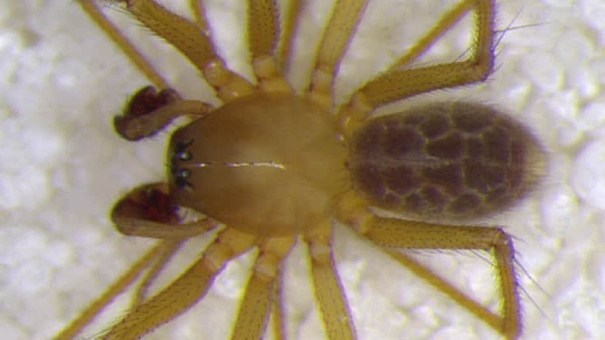Indiana arachnologist Marc Milne discovered a new type of sheet weaver spiders inside a cave in southern Indiana.