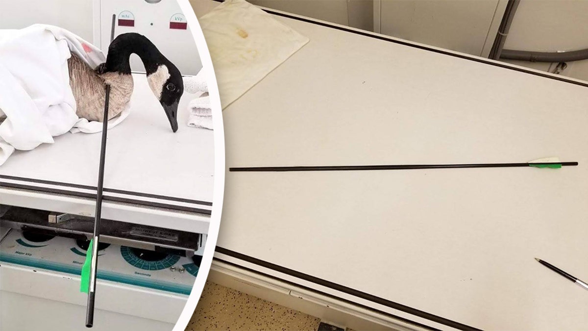 A wildlife rehab center in California took in a Canada goose that was found shot with an arrow.