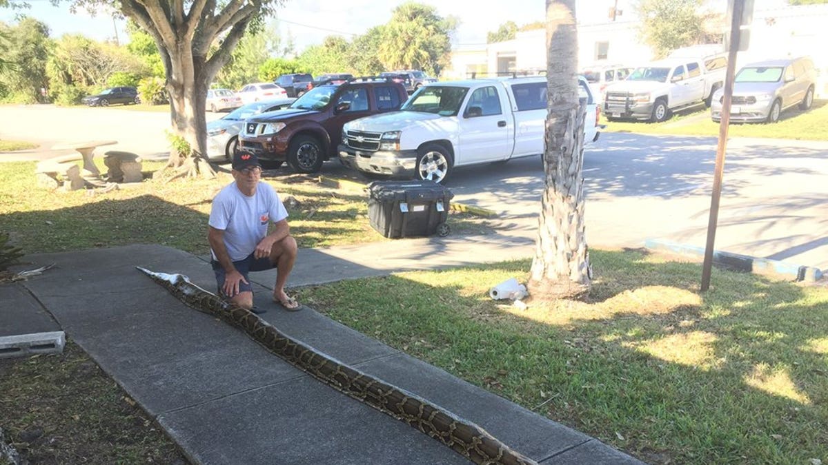 The Florida man's python broke the record for the biggest captured in the state thus far.