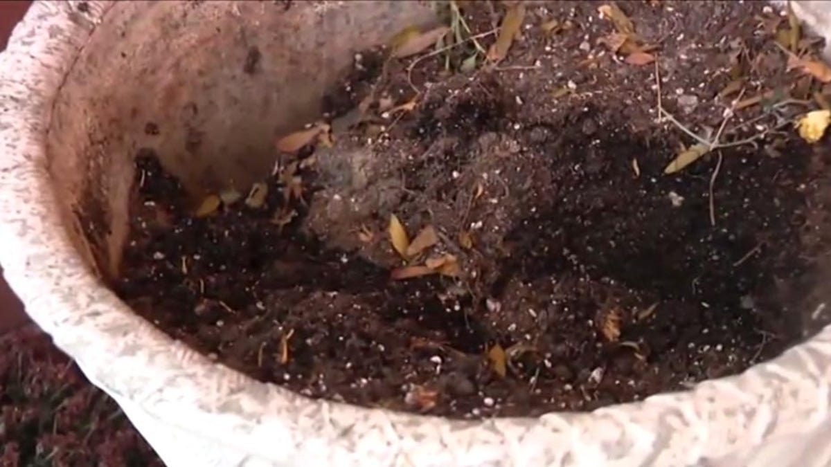 The flowerpot in which the skull was found.