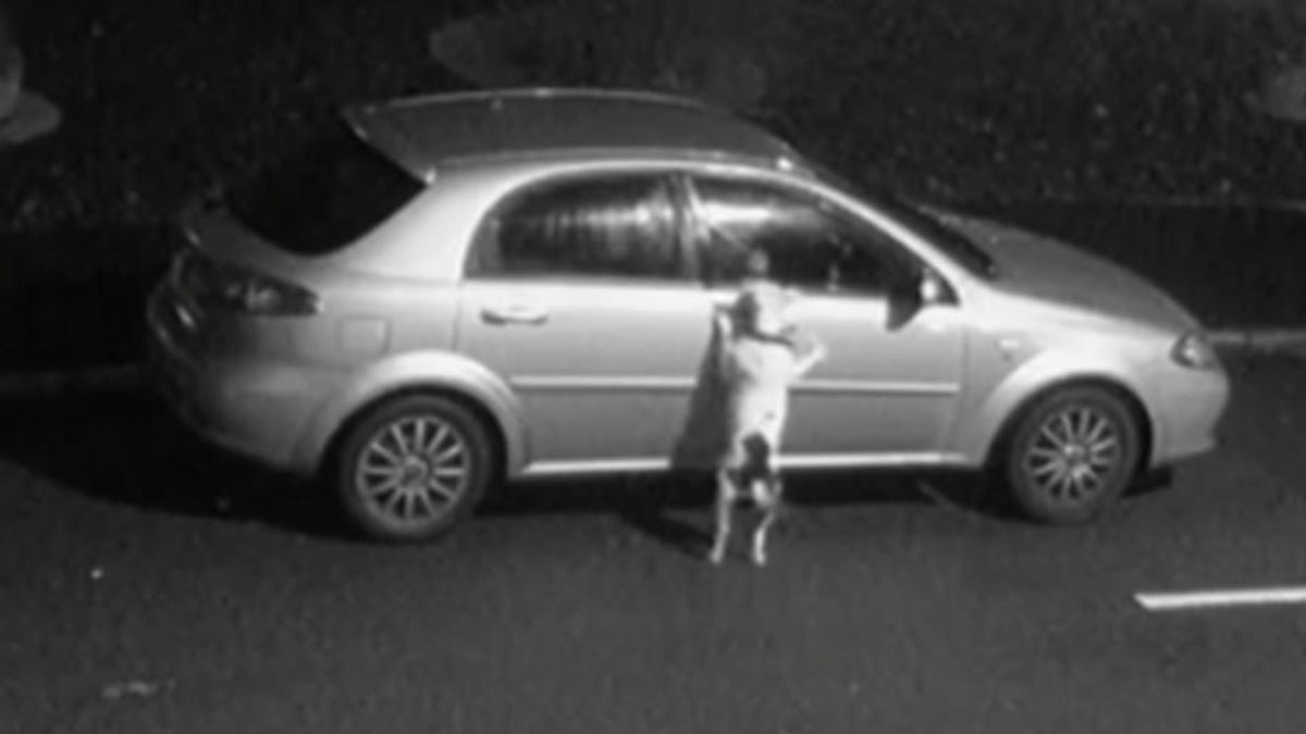 The dog was seen on video trying to get back into its owner's car after being abandoned.