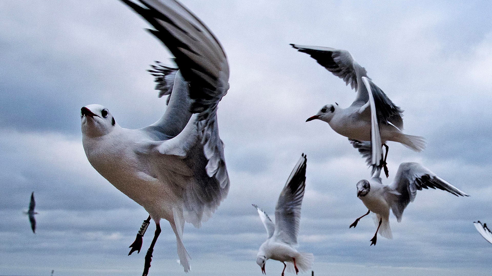 Seagulls fly at a beach of the Baltic Sea in Timmendorfer Strand, Germany, Dec. 25, 2018. 