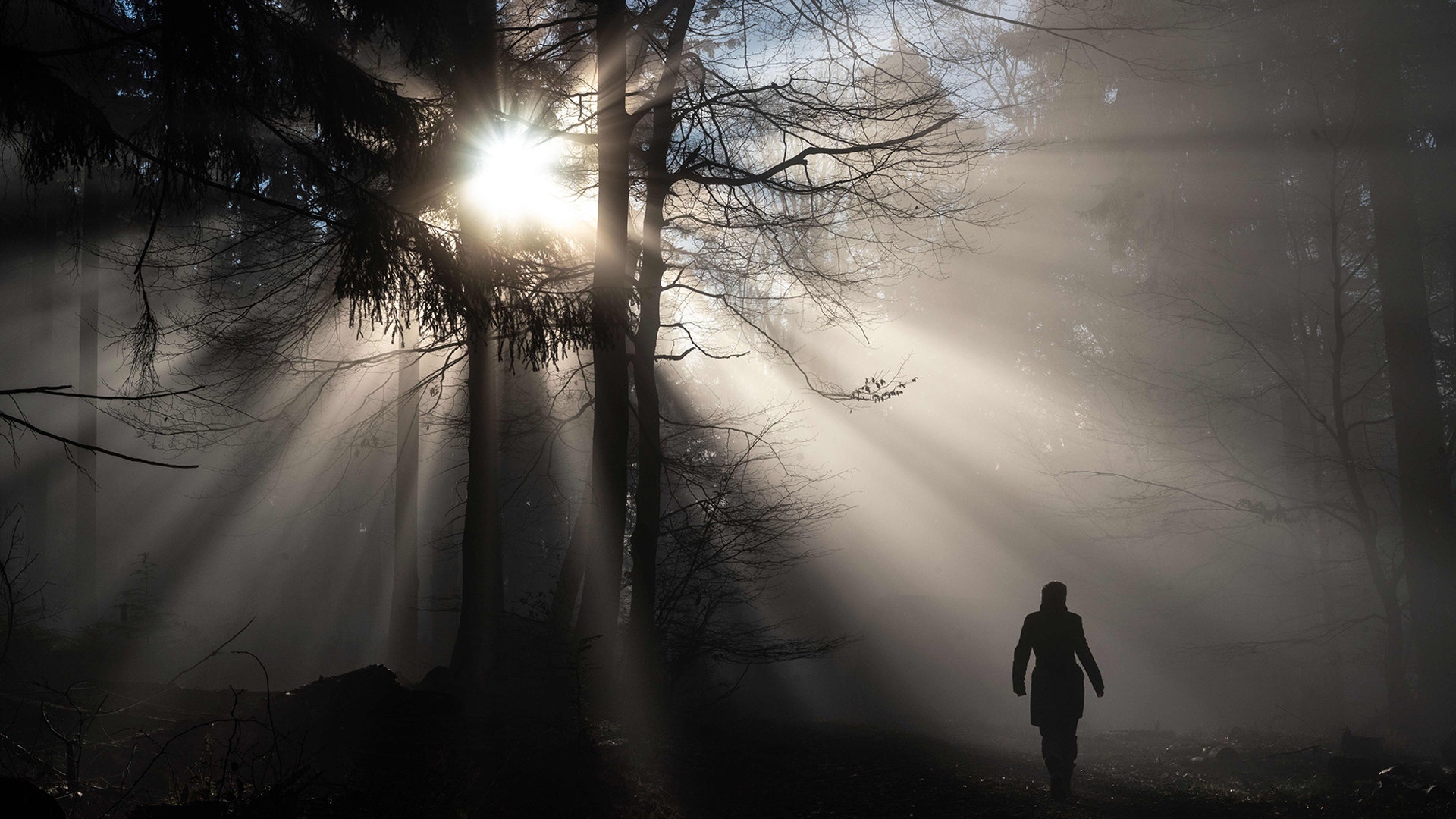 Sun shines through trees in the Taunus region near Koenigstein, western Germany, Dec. 28, 2018. 