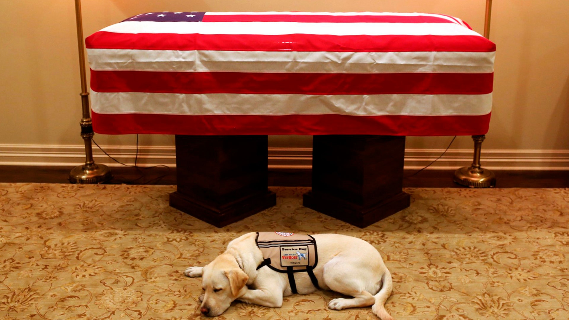 Sully, President George H.W. Bush's service dog lies in front of his casket in Houston, Dec. 2, 2018.