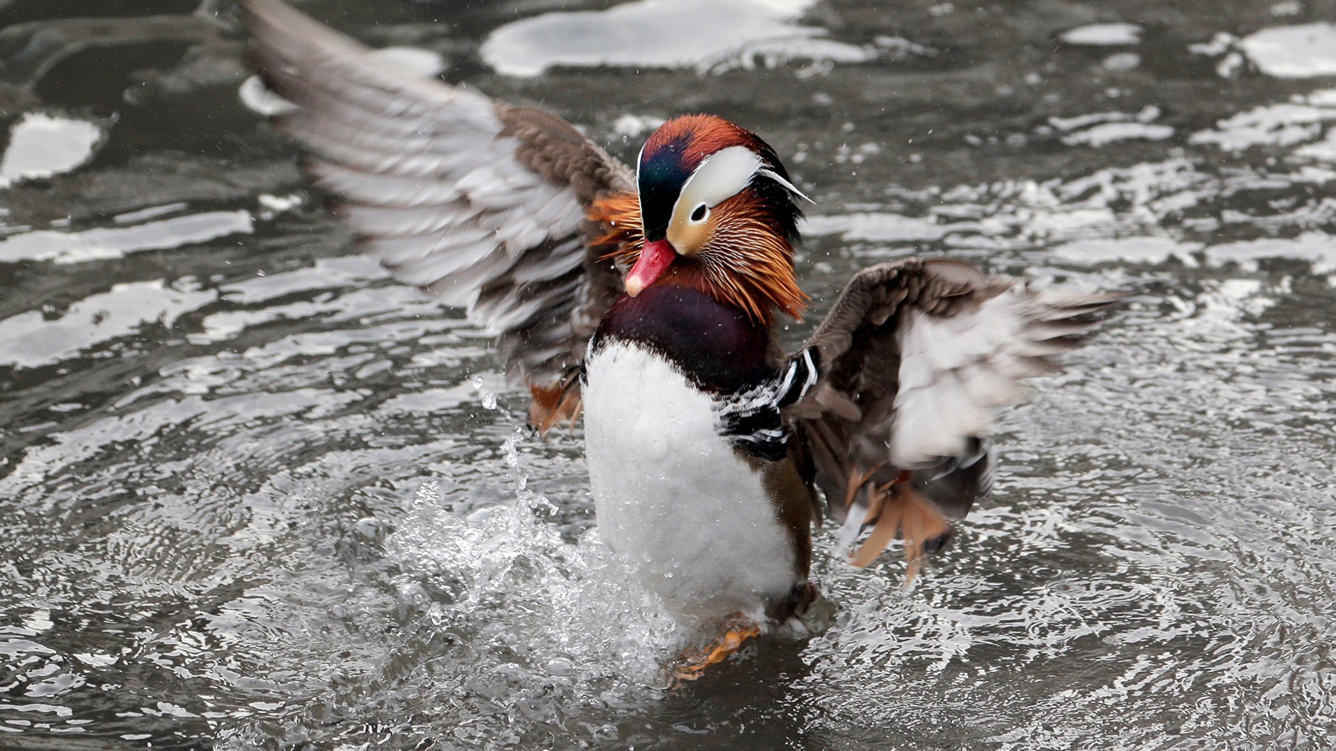 A Mandarin duck flutters in a pond in Central Park in New York City, Dec. 5, 2018. 