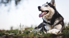 Husky abandoned on Texas roadside in viral video is rescued, adopted; suspect facing animal cruelty charges