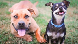 New limits on retail sales of dogs, cats and rabbits take effect Jan. 1 in California