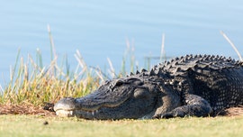 Huge alligator devours snake at PGA tournament in Louisiana