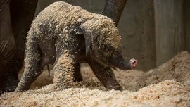 Ohio zoo announces Asian elephant calf dies following ‘sudden illness’
