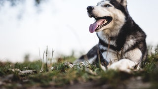 Husky abandoned as vehicle drives off without it, viral video shows