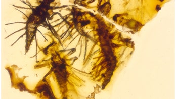 130-million-year-old insects trapped in amber right when they were born