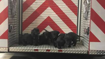 Firefighters rescue 6 puppies from burning structure