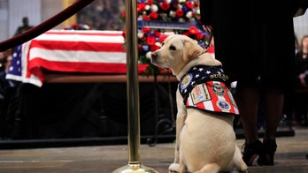 George H.W. Bush's casket visited by service dog Sully in Capitol Rotunda
