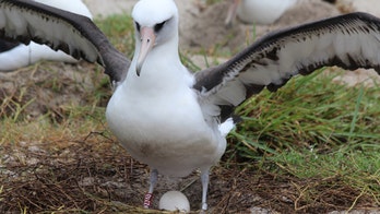 Wisdom, the world’s oldest wild bird, lays another egg at 68