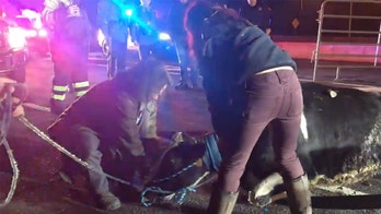 Cow who escaped truck en route to slaughterhouse gives birth to female calf