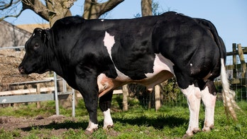 Picture of muscle-bound bull sparks steroid debate