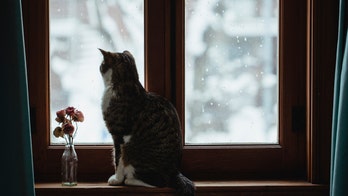 Cat in Maryland that received $19G kidney transplant dies at 18, owner says