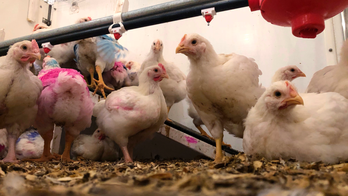 Amid salmonella outbreak, CDC warns: Don't 'kiss or snuggle' chickens