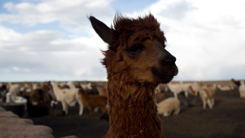 Llamas help Andes peoples survive, but youths are leaving