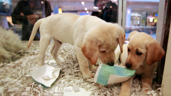 UK bans pet shops from selling puppies and kittens