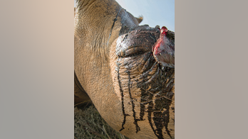 Africa wildlife films try to inspire amid poaching scourge