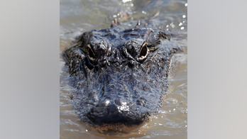 Louisiana officer mauled by gator, jaws had to be pried open