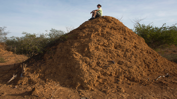 In Brazil backlands, termites built millions of dirt mounds