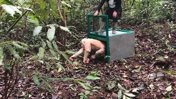 Alba the albino orangutan returned to jungle in Indonesia