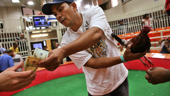 Congress moves to ban cockfighting in US territories