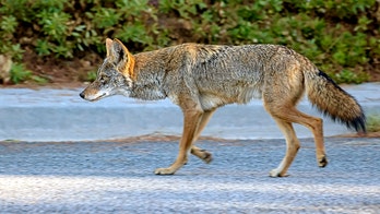 'Aggressive' coyote in Texas attacks two joggers on morning run: ‘It just kept coming and coming’
