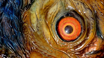 New giant dinosaur discovered in Russia