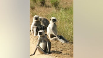 Six men arrested after video shows them eating endangered monkey, report says