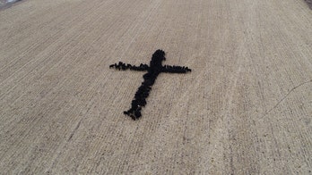 'Holy Cow': Cattle form the sign of the cross