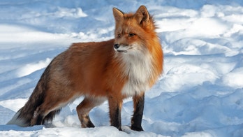 Arizona police warn of potentially rabid foxes after three people reportedly attacked