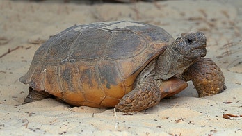 Massive gopher tortoise in Florida may be ‘largest on record’ in state, wildlife officials say