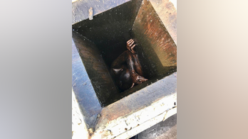 Suspected burglar of Chinese restaurant trapped in grease vent for two days