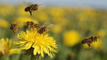 Scientists create edible honey bee vaccine to protect them from deadly diseases