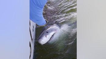 South Carolina fisherman hooks 17-foot great white shark: It was a 'monster'