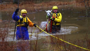 Llama rescued from heavy floodwaters in Maryland