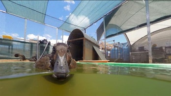 Rare, nearly extinct duck finds new home at lake in Madagascar